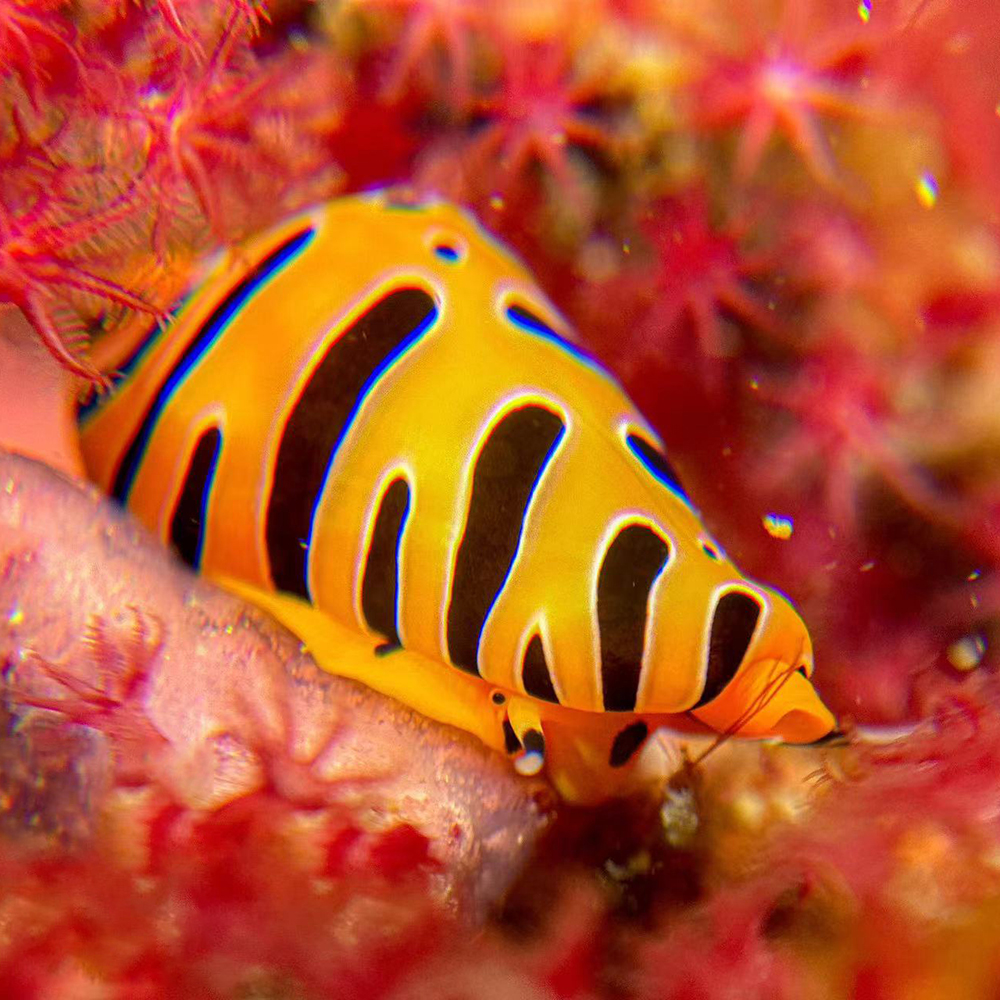 Lente super macro x8 DIVEVOLK para carcasa submarina SeaTouch 4 Max - Imagen 4
