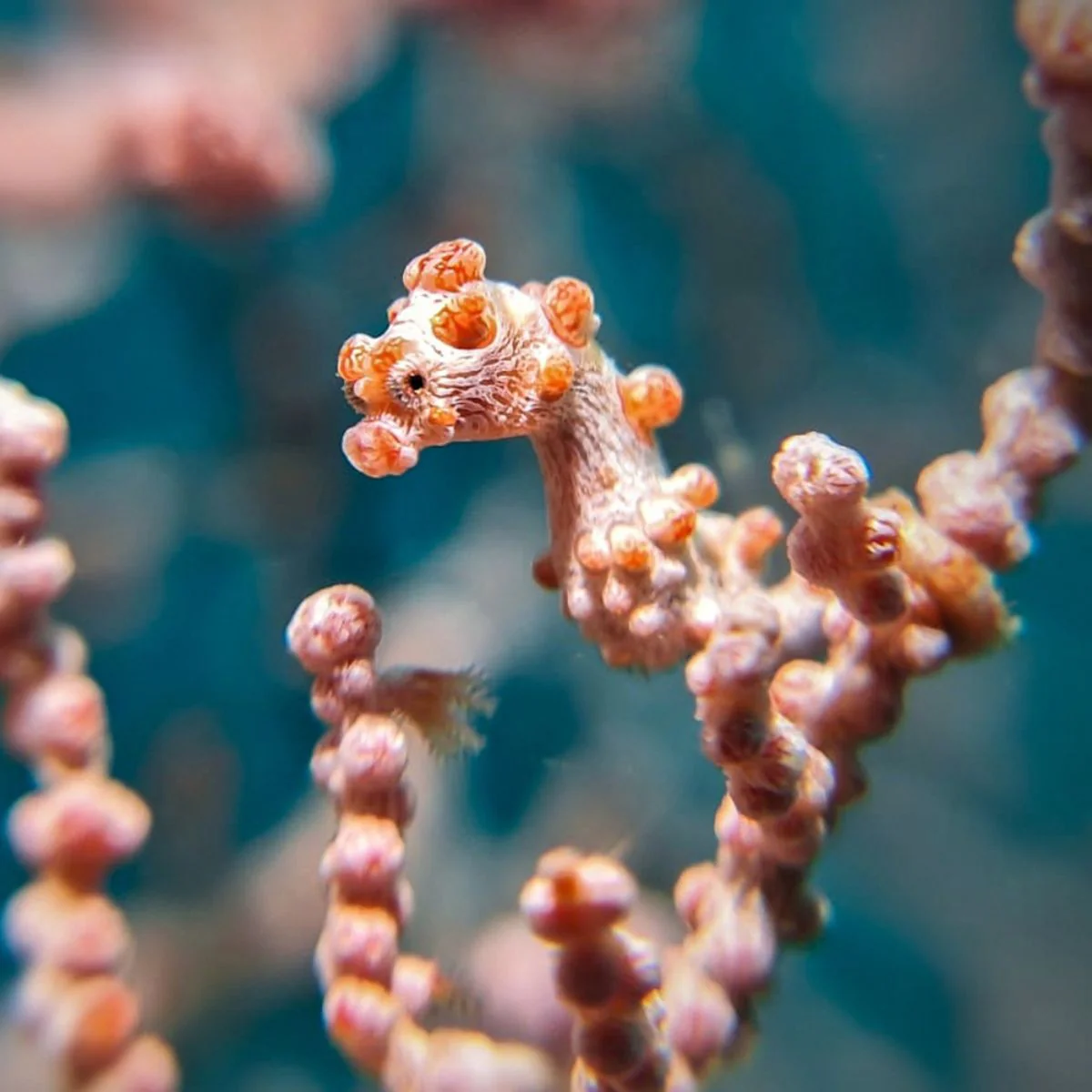 Advanced Macro Kit - Imagen 3