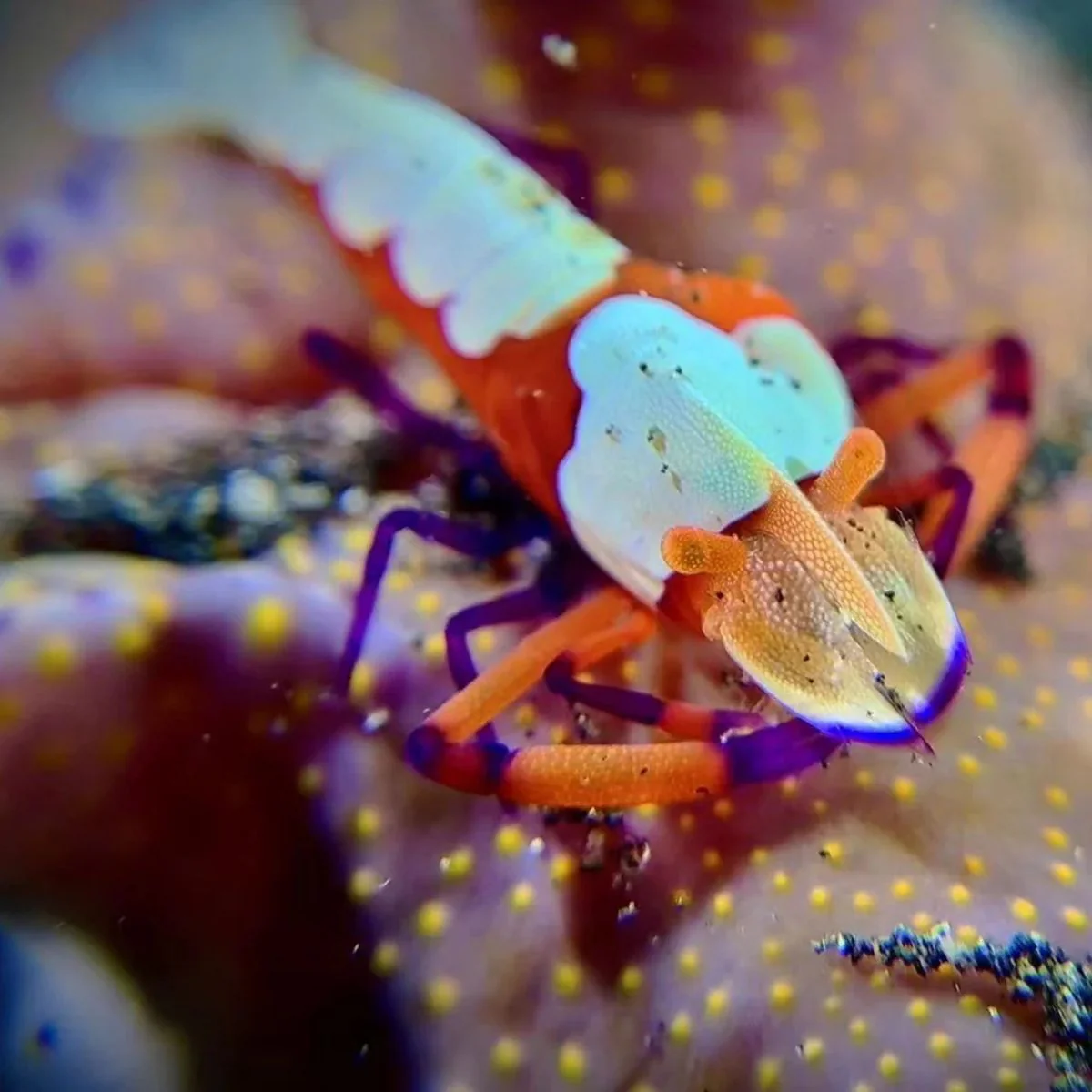 Advanced Macro Kit - Imagen 4