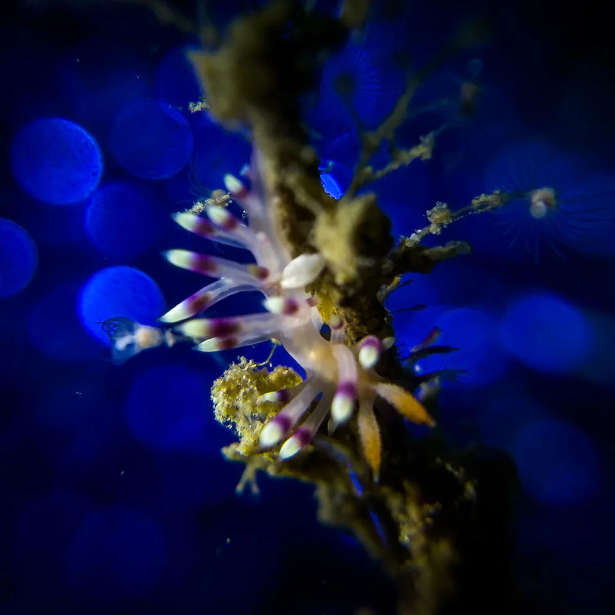 Advanced Macro Kit - Imagen 5
