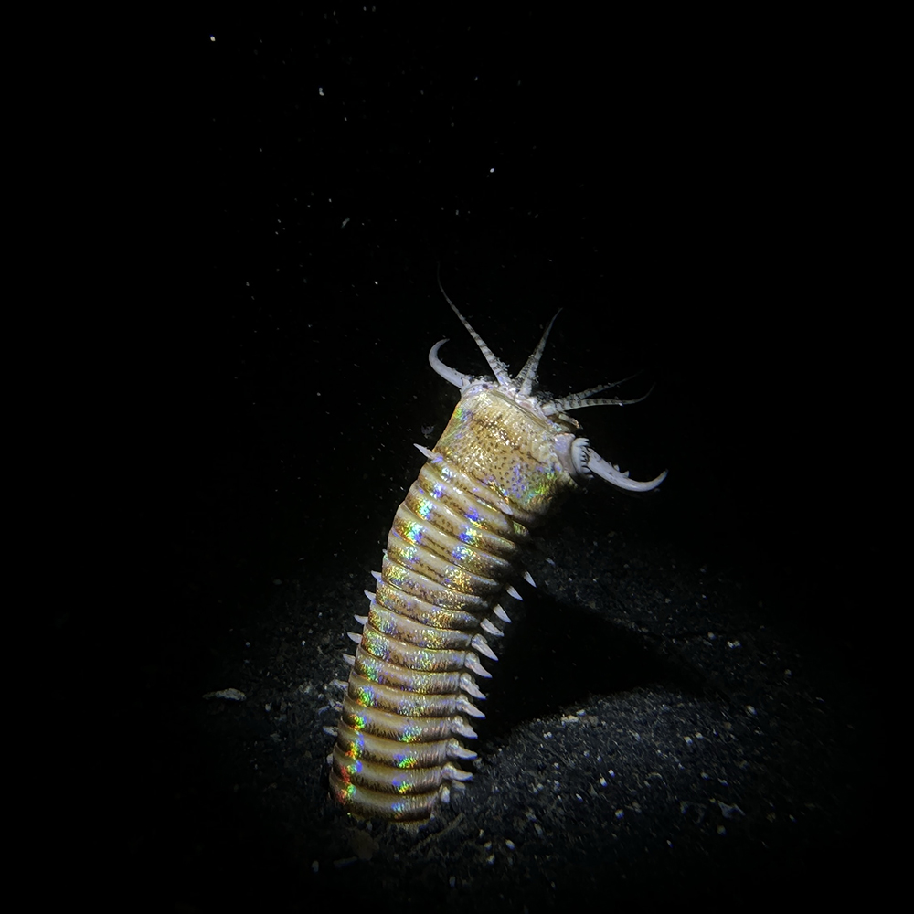 SNOOT PARA EL FOCO SL20 DE 2000 LÚMENES, CONCENTRA EL HAZ DE LUZ - Imagen 5